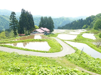 写真：棚田の風景