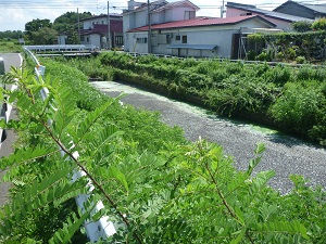 写真：８月２０日　鹿渡川