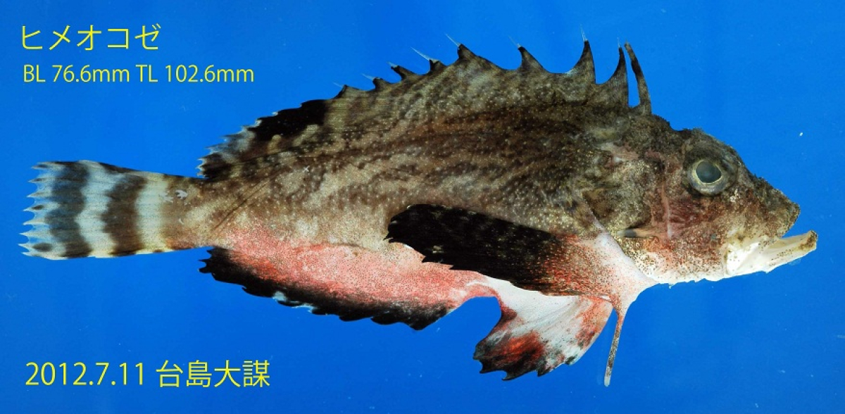 男鹿で『ヒメオコゼ』が獲れました。 | 美の国あきたネット