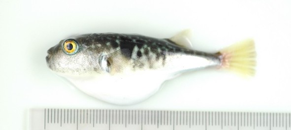 画像:尾鰭の残った稚魚