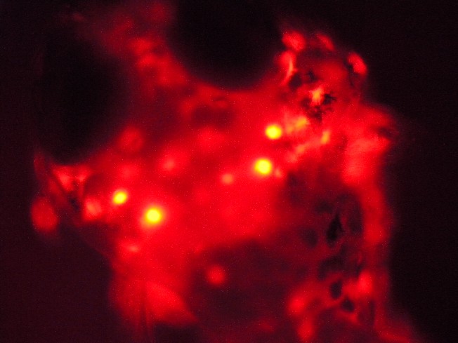 画像：紫外線に反応するフグの耳石