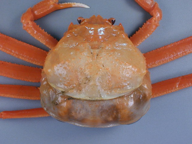 写真：ベニズワイガニ2