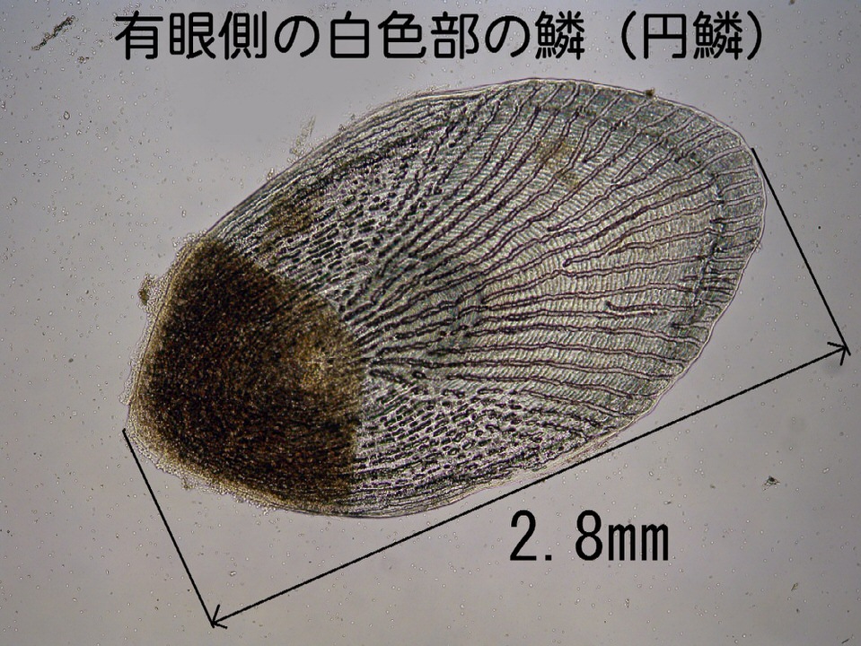 写真：鱗の顕微鏡写真2