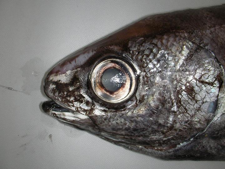 写真：ハナビラウオの成魚2