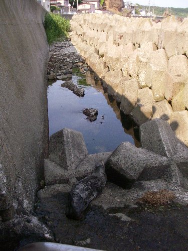 写真：オットセイ2