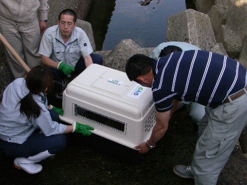 写真：オットセイ保護