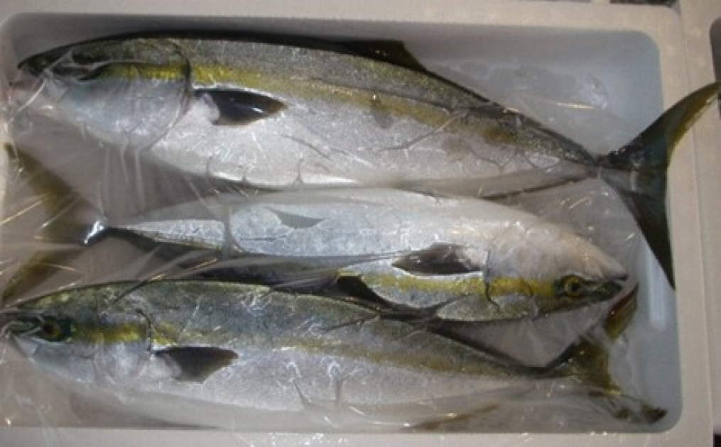 珍しい魚など 美の国あきたネット 珍しい魚など 美の国あきたネット