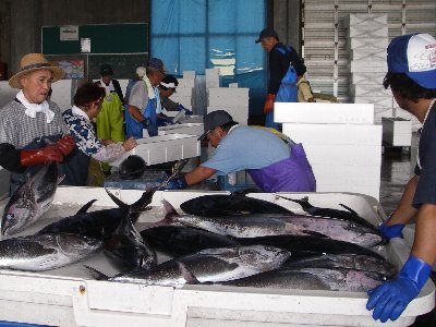 写真：クロマグロの水揚げ1