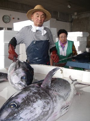 写真：クロマグロの水揚げ2