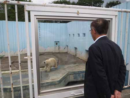 画像：釧路動物園のホッキョクグマを見る知事