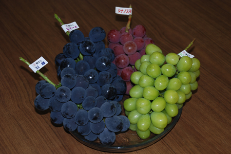 画像：収穫されたブドウ