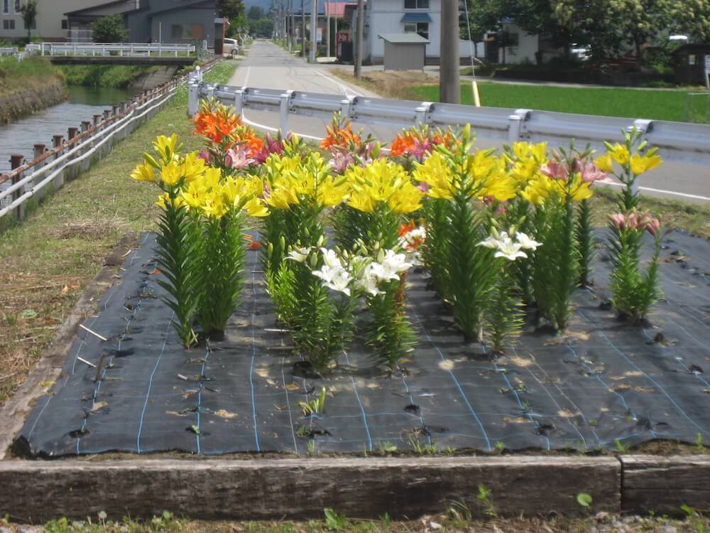 写真:ユリ