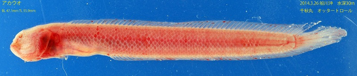 208b7c7ac5992bb0f94f9485d3e6de