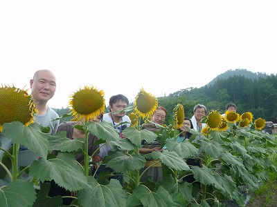 写真:ひまわり撮影の様子2