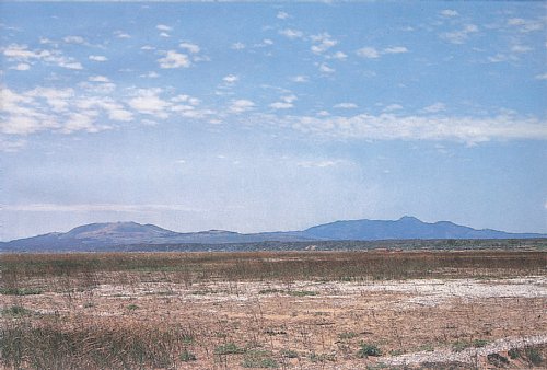 写真:干拓地にある貝殻