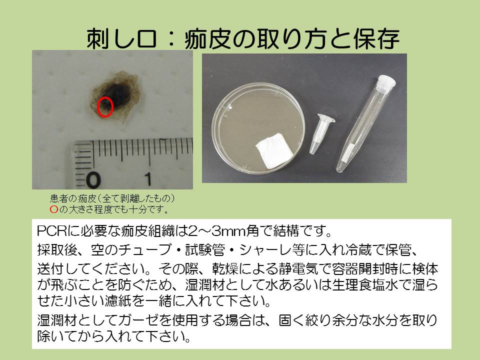 図:刺し口 痂皮の取り方と保存