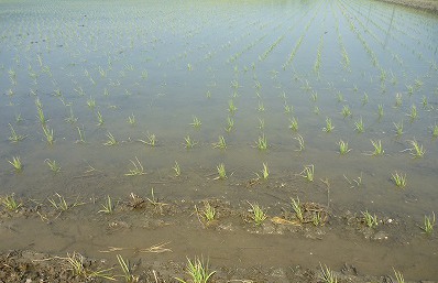画像:無代かき栽培の水の濁り