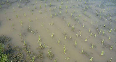 画像:代かき栽培の水の濁り