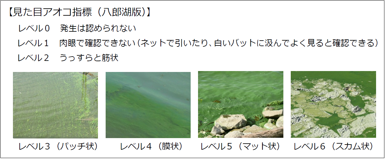 H27年度八郎湖におけるアオコ発生状況 | 美の国あきたネット