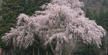 県南～樹木