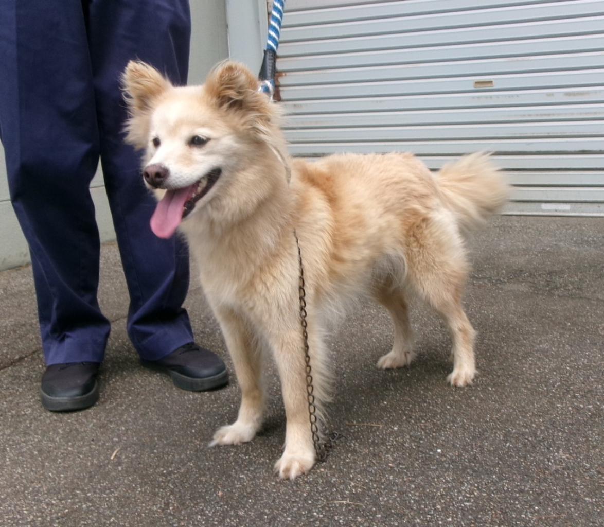 収容犬の写真