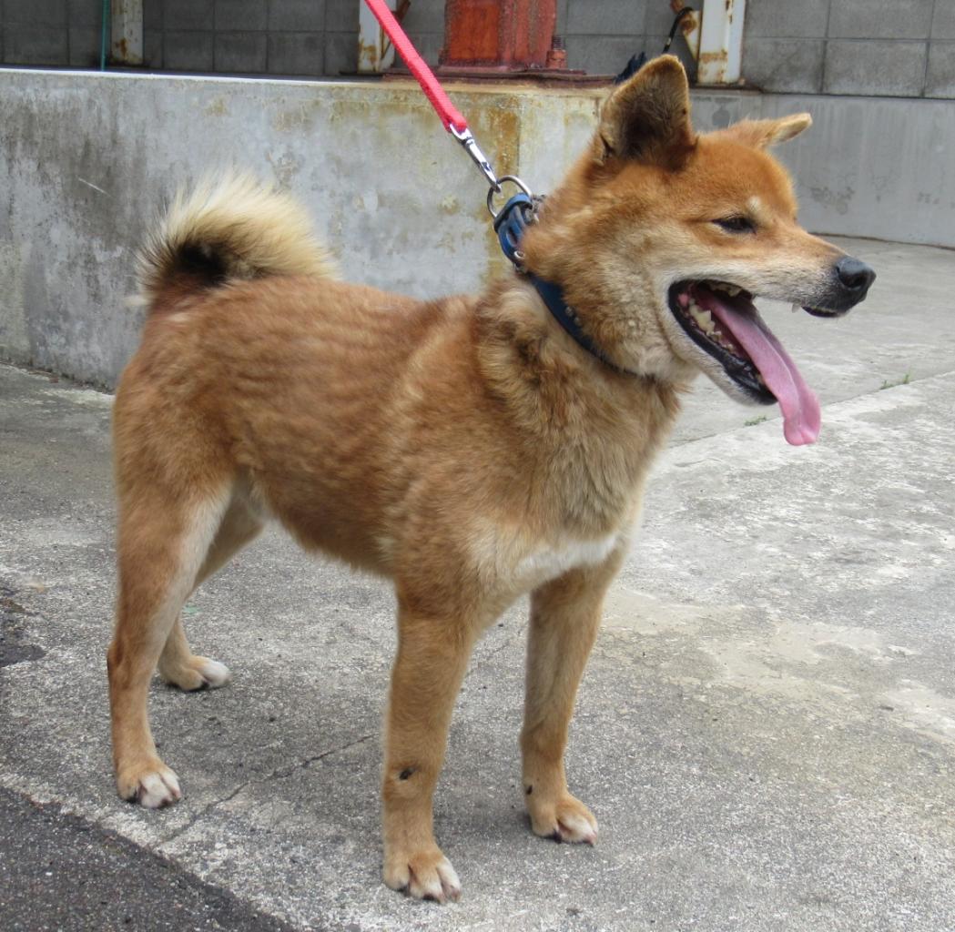 犬画像
