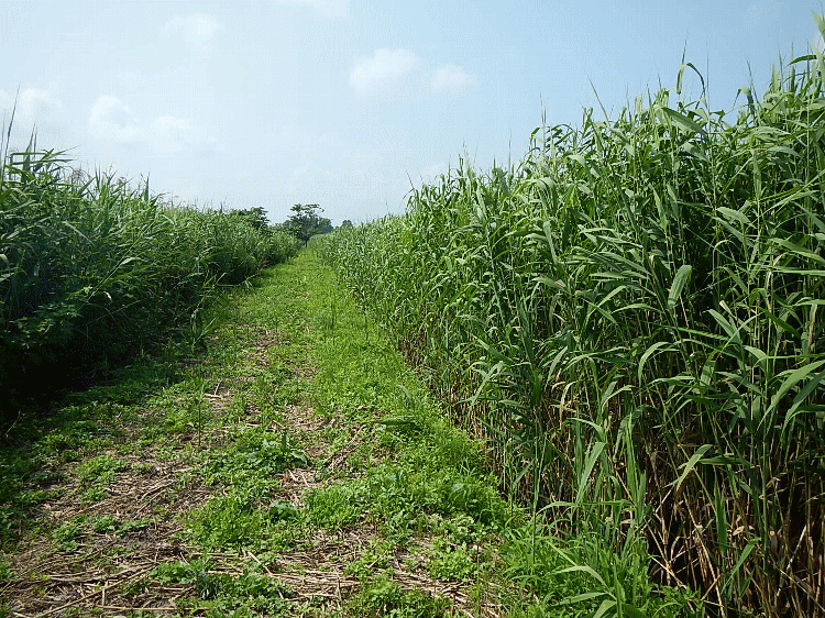 写真：植生８