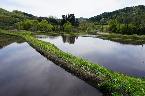 写真:春の水田