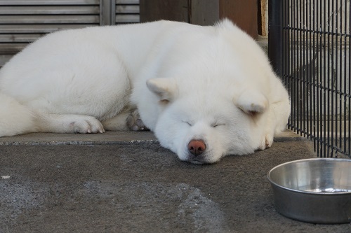 写真：秋田犬