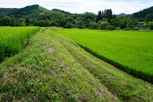 写真：８月１日の田んぼ