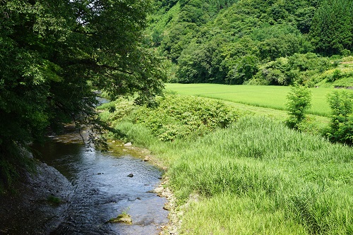 写真:田んぼと川