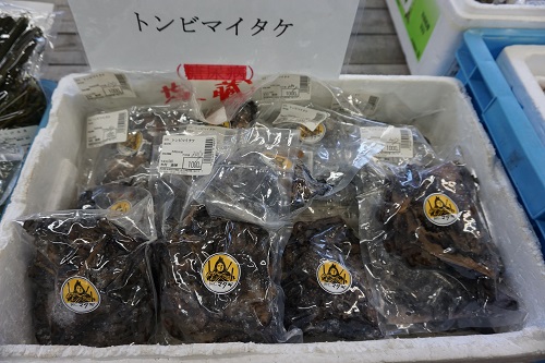写真:トンビマイタケ