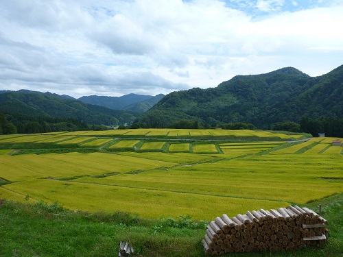 写真:稲穂が実っている様子