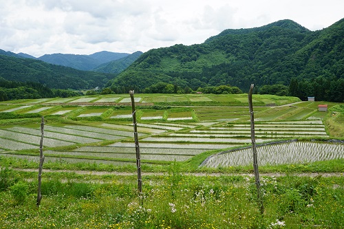 写真:田植後の棚田