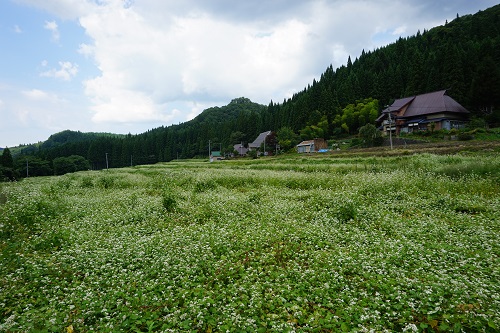 写真：そば畑