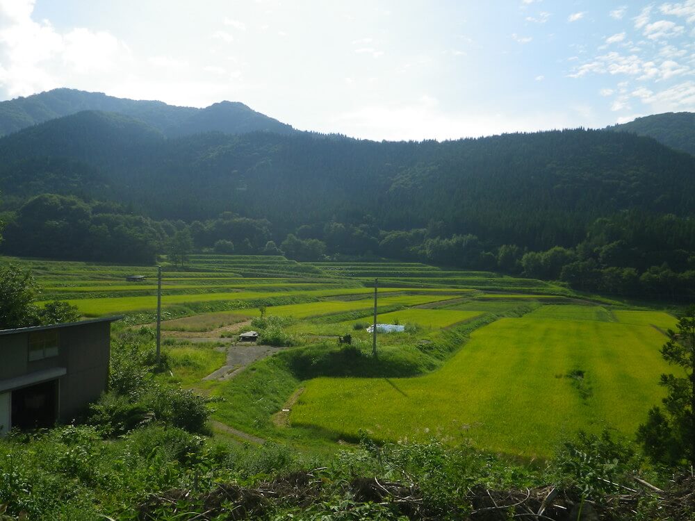 写真：かすかに色づき始めた田んぼ