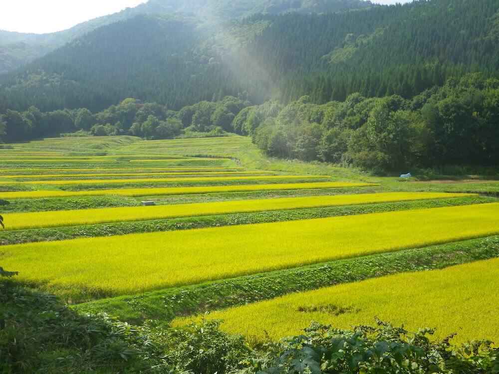 写真:稲刈り目前の田んぼ