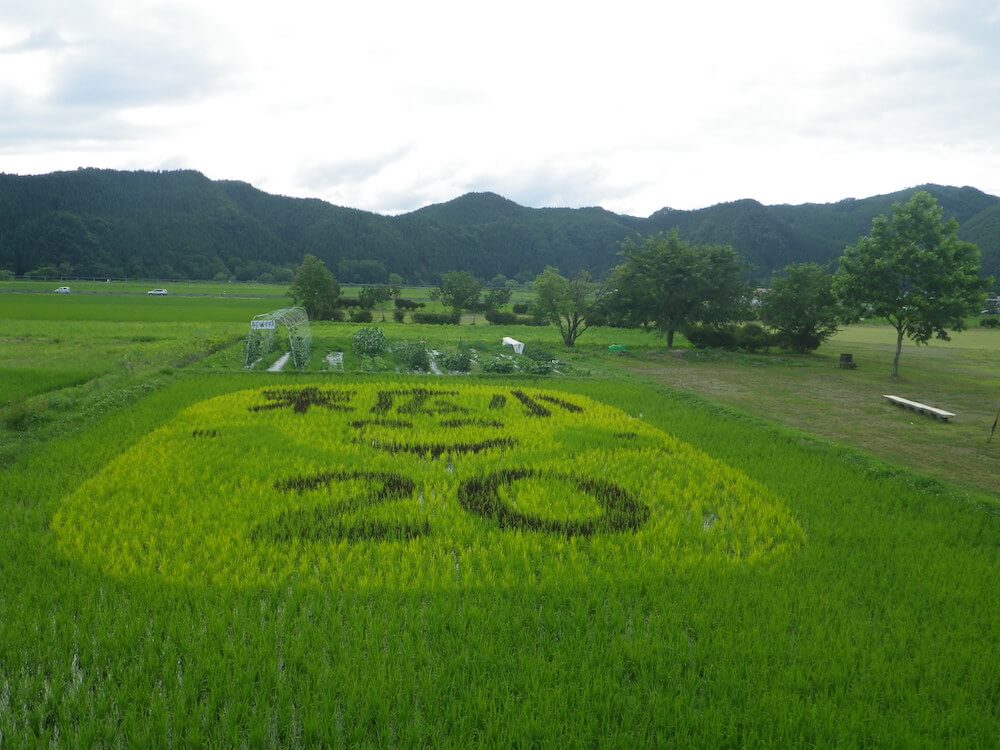 写真：田んぼに浮かび上がる「末広小 20」という文字