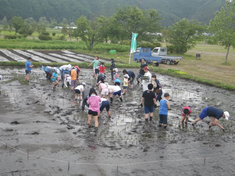 写真：田植えの様子2