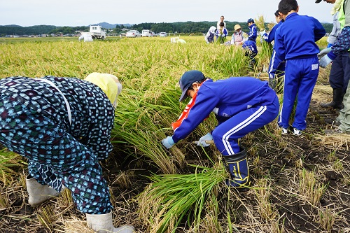 画像 : 稲刈りの様子