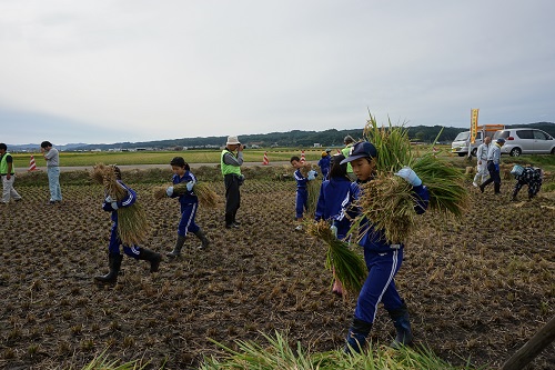 画像 : 稲を運ぶ作業の様子