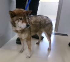 犬の画像