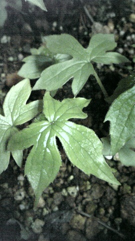 有毒植物の誤食に注意 美の国あきたネット
