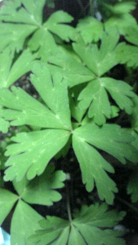 有毒植物の誤食に注意 美の国あきたネット