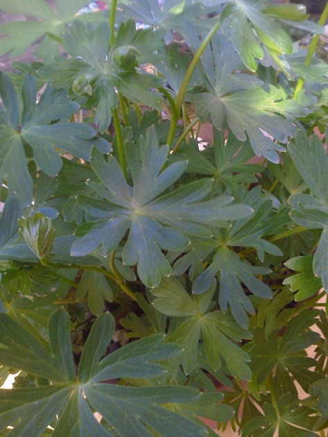 有毒植物の誤食に注意 美の国あきたネット