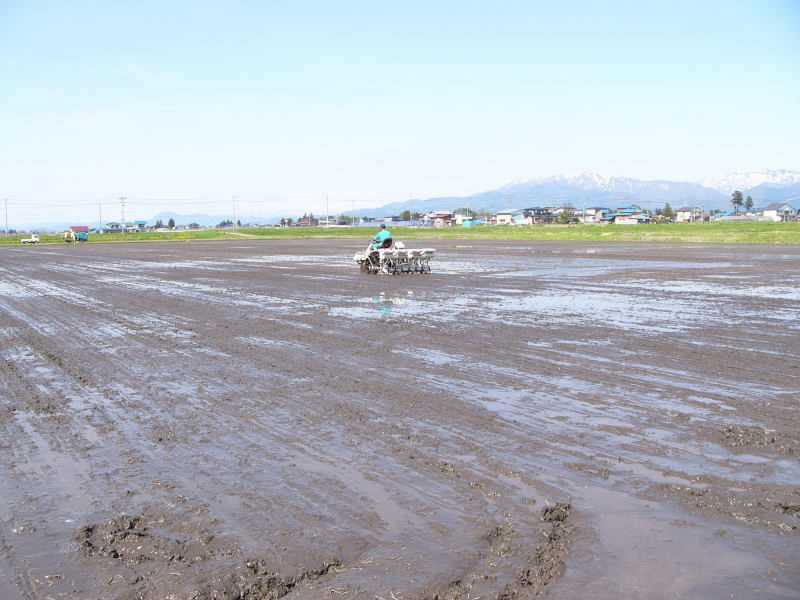 画像：水田直播