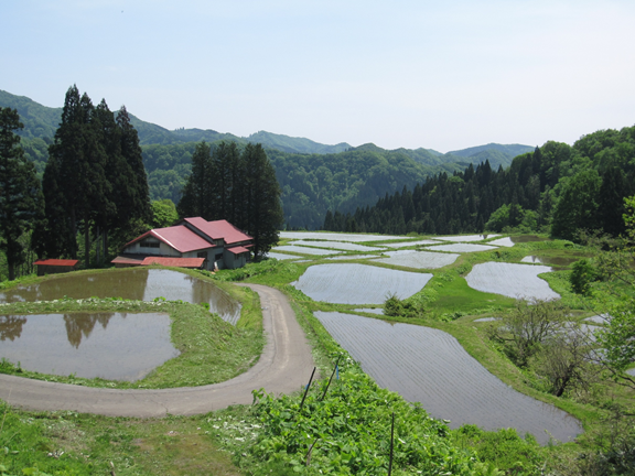 横倉春