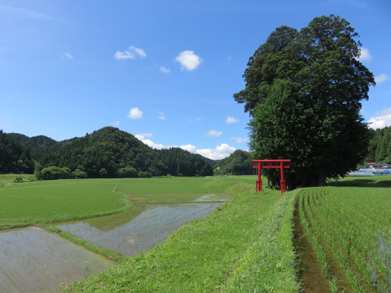 写真:黒土の景色