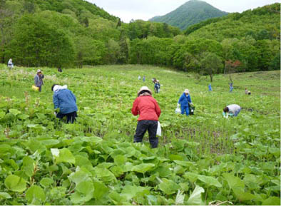 写真:三又観光わらび園