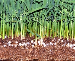 肥効調節型肥料の散布状況